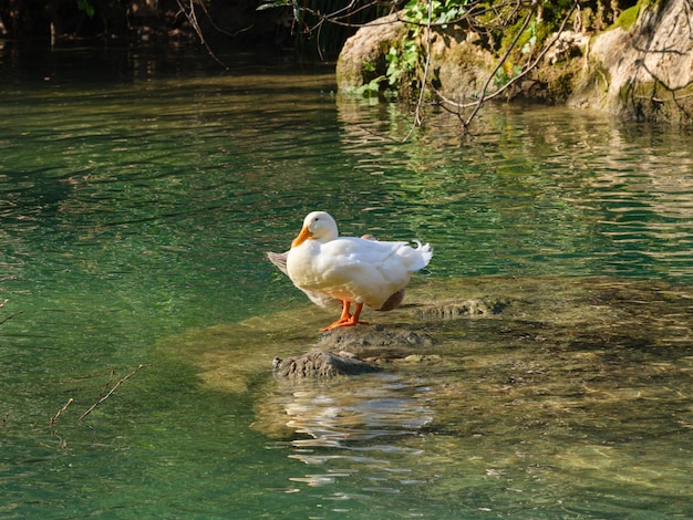 Cute white duck in the lake