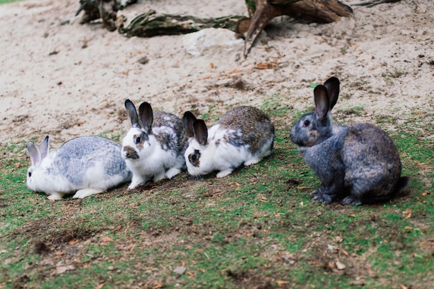 Cute white food's rabbit in green park Animal nature habitat of rabbit life in meadow concept