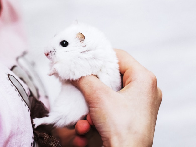 Photo a cute white hamster in the hands of a girl