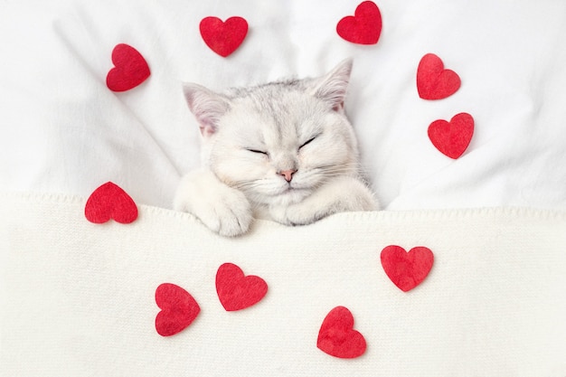 A cute white kitten sleeps on a white bed under a knitted blanket with scattered red hearts