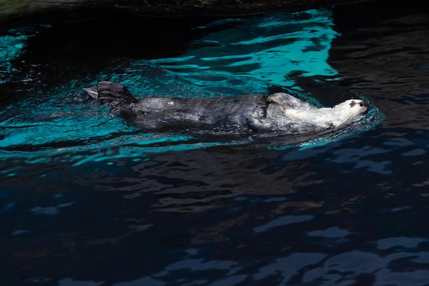 Cute white otter resting in a pond