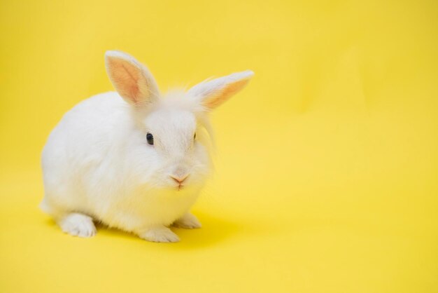 A cute white rabbit sits cutely on a yellow background with copy space happy easter charming pet