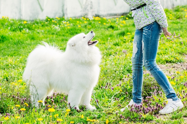 Cute white Samoyed with his owner