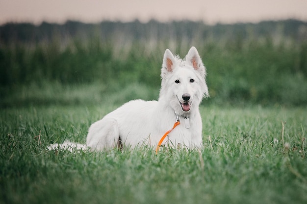 Photo cute white swiss shepherd dog outdoor portrait