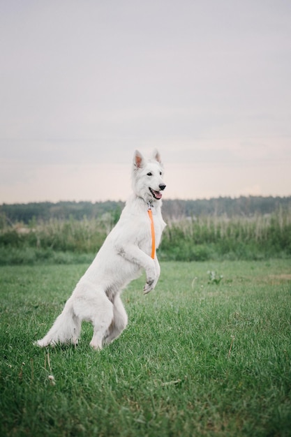 Cute White Swiss Shepherd Dog outdoor portrait