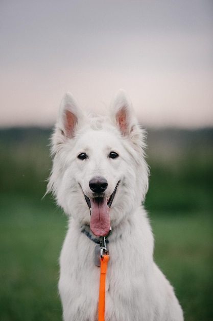 Cute White Swiss Shepherd Dog outdoor portrait