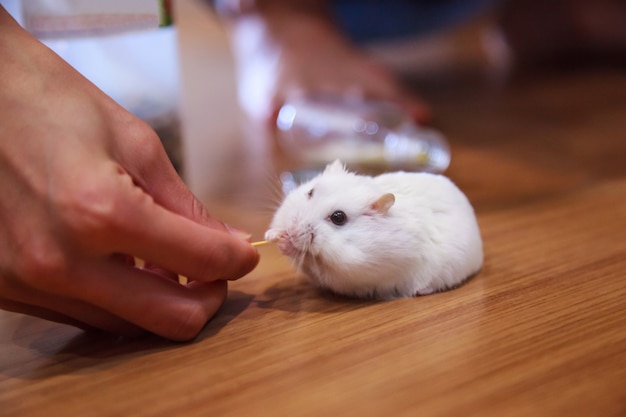 Photo cute white winter white dwarf hamster try to take pet food stick from owner hand feed