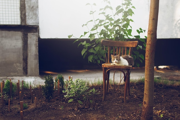 Cute whitegrey cat lying on wooden vintage chair outside in the garden