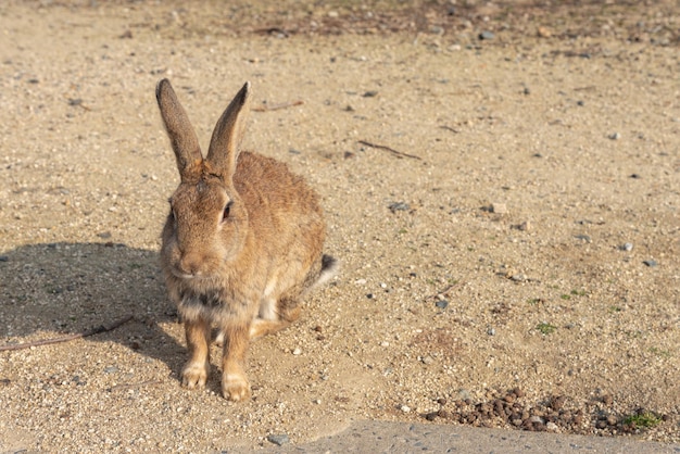 Cute wild rabbits bunny on Okunoshima Island in sunny weaher as known as the Rabbit Island