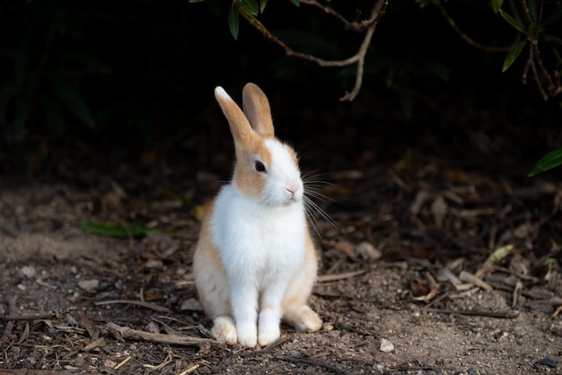 Cute wild rabbits bunny on Okunoshima Island in sunny weaher as known as the Rabbit Island