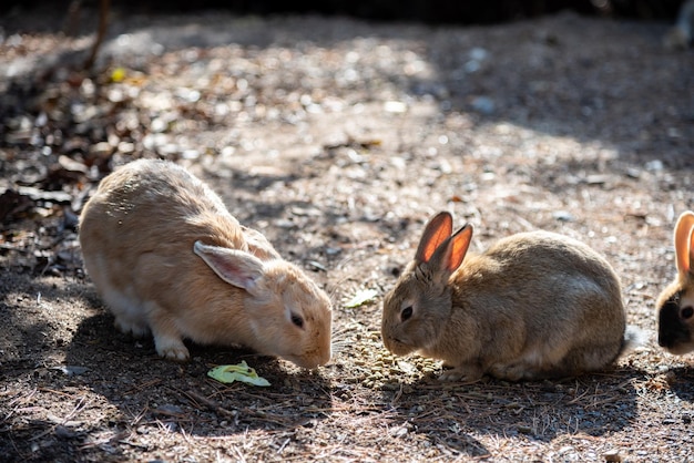 Cute wild rabbits bunny on Okunoshima Island in sunny weaher as known as the Rabbit Island