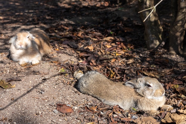 Cute wild rabbits bunny on Okunoshima Island in sunny weaher as known as the Rabbit Island