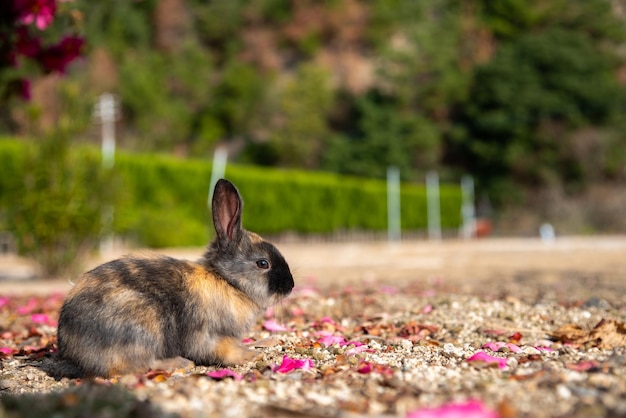 Cute wild rabbits bunny on Okunoshima Island in sunny weaher as known as the Rabbit Island