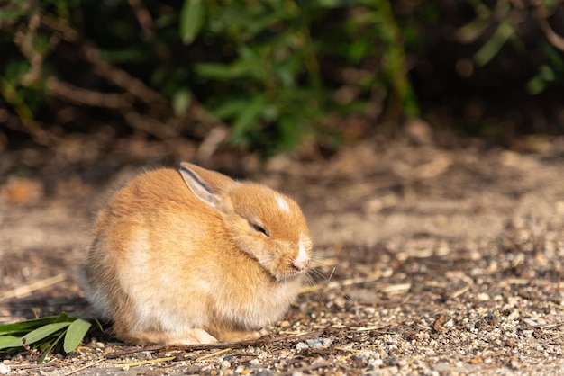 Cute wild rabbits on Okunoshima Island in sunny weaher aka the Rabbit Island. Hiroshima, Japan