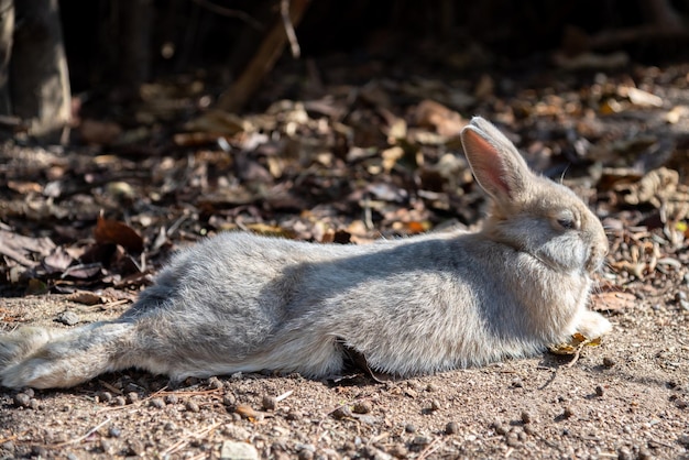 Cute wild rabbits on Okunoshima Island in sunny weaher aka the Rabbit Island. Hiroshima, Japan