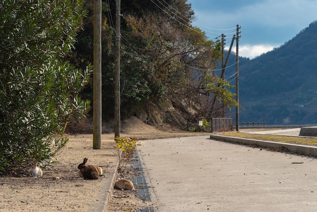 Cute wild rabbits on Okunoshima Island in sunny weaher as known as the Rabbit Island Numerous feral