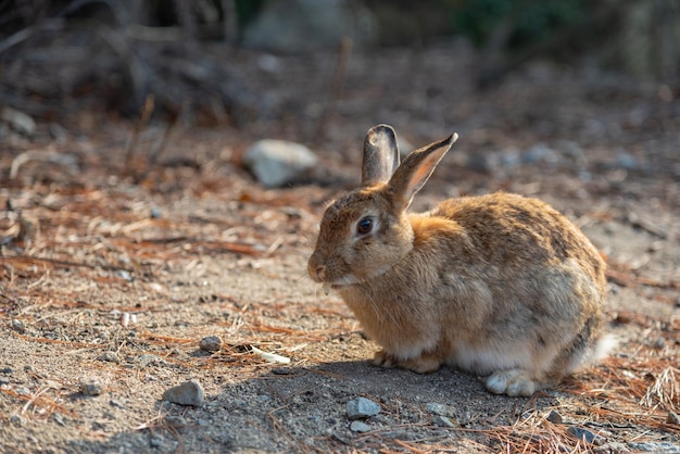 Cute wild rabbits on Okunoshima Island in sunny weaher as known as the Rabbit Island