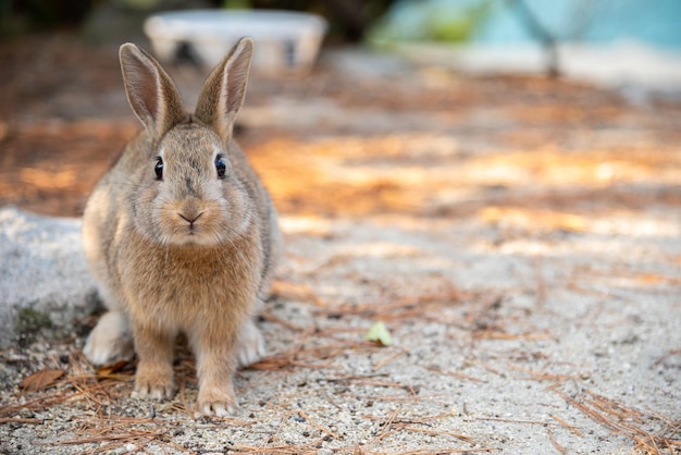 Cute wild rabbits on Okunoshima Island in sunny weaher as known as the Rabbit Island