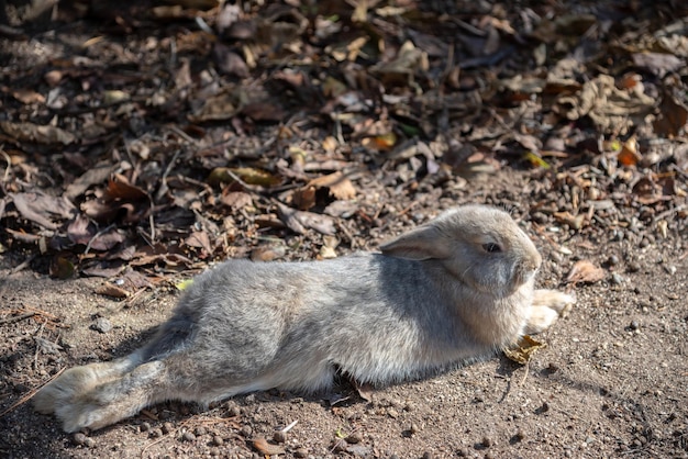 Cute wild rabbits on Okunoshima Island in sunny weaher as known as the Rabbit Island