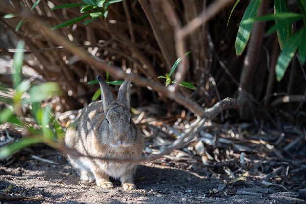 Cute wild rabbits on Okunoshima Island in sunny weaher as known as the Rabbit Island