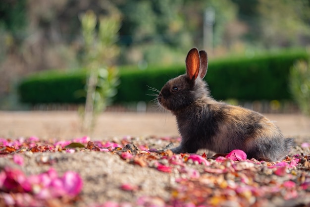 Cute wild rabbits on Okunoshima Island in sunny weaher as known as the Rabbit Island