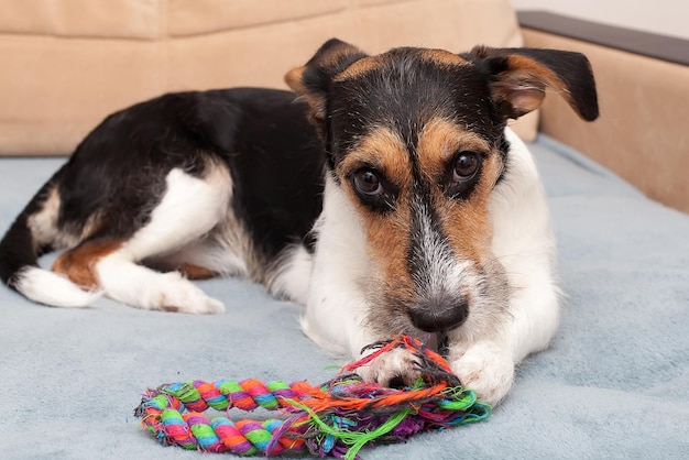 Cute wire haired Jack Russel terrier puppy playing with blue rubber bone Adorable broken coated pup chewing a toy on a couch Close up copy space background