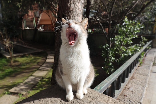 cute yawning stray cat photo.