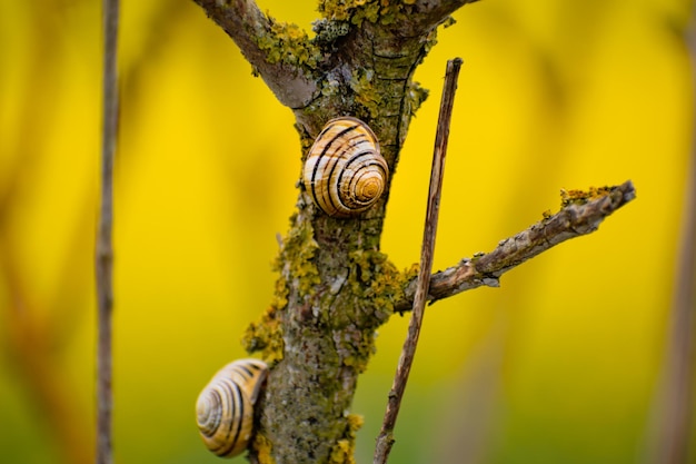 Cute yellow and brown snail clinging to a tree branch cepaea nemoralis