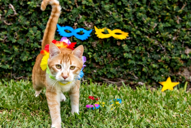 Cute yellow cat at carnival party pet carnival