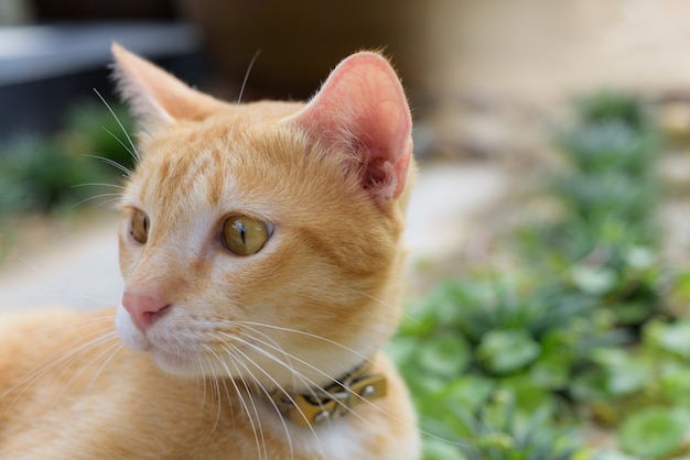 A cute yellow cat relax in garden