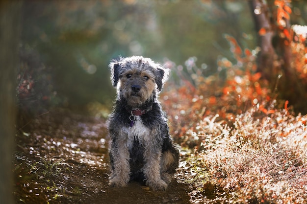 Cute Yokipoo standing in an autumnal park