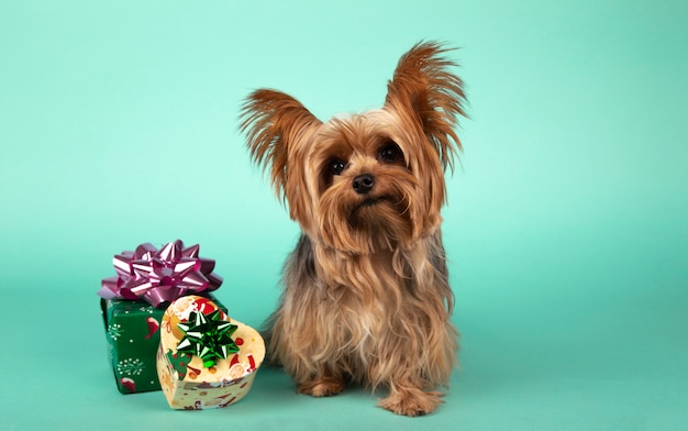 Cute Yorkshire breed dog with Christmas gifts