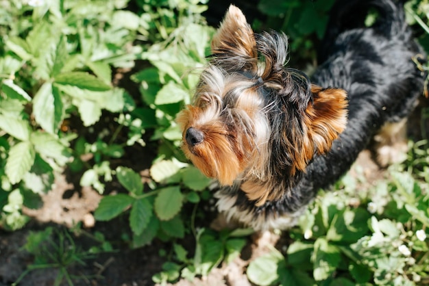 Cute Yorkshire Terrier dog in garden on sunny summer day looking up Outdoor pet