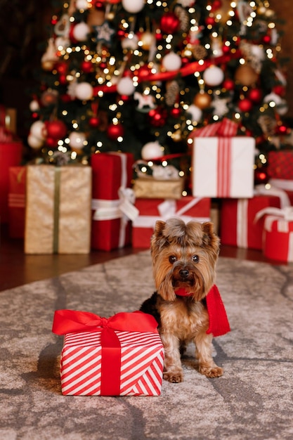 Cute yorkshire terrier dog santa near christmas gift Christmas