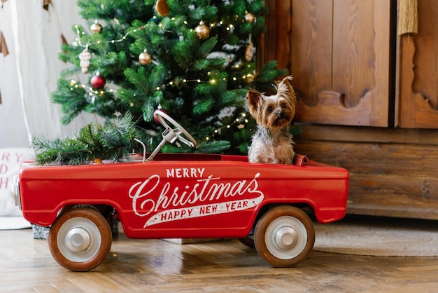 A cute Yorkshire terrier is sitting in a red toy car against the background of a Christmas tree