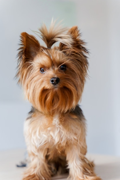 Cute yorkshire terrier sits on a white wall