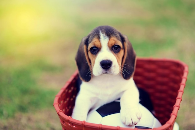 Photo cute young beagle