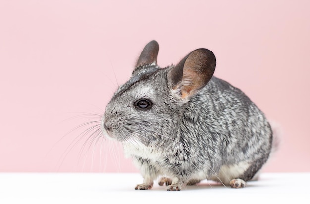 Cute young gray chinchilla seen from the side on a pink background