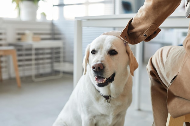 Cute young labrador retriever sitting by his pet owner keeping her hand on head of dog while sitting in veterinarian office