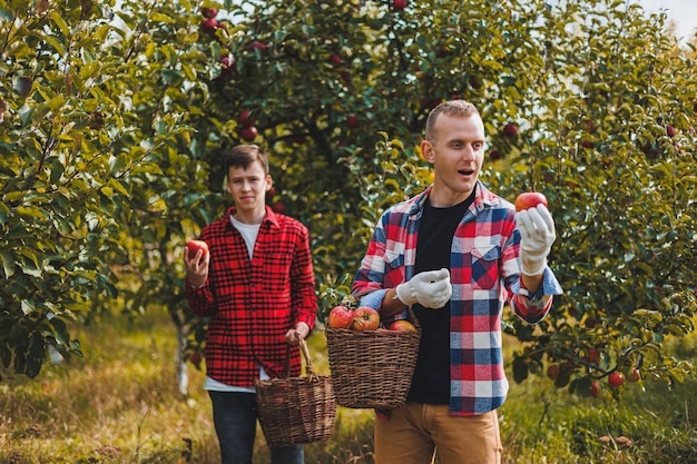 A cute young male farmer is picking apples in the garden and putting them in a basket Harvesting red apples of the autumn harvest