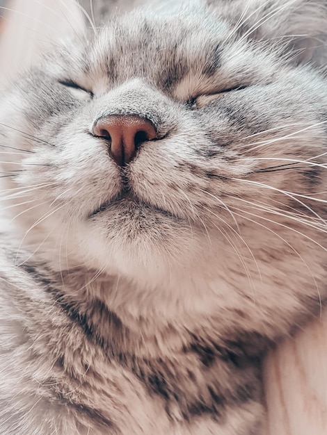 Cute young scottish cat close up scottish straight cat