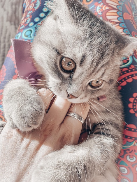 Cute young scottish cat close up