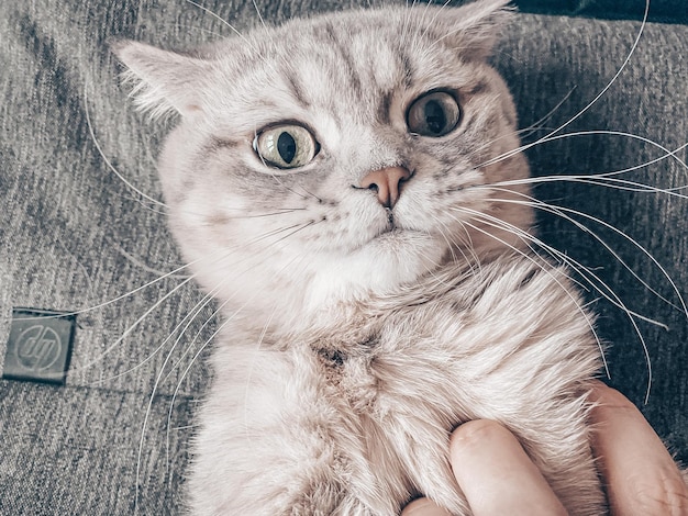 Cute young scottish cat close up