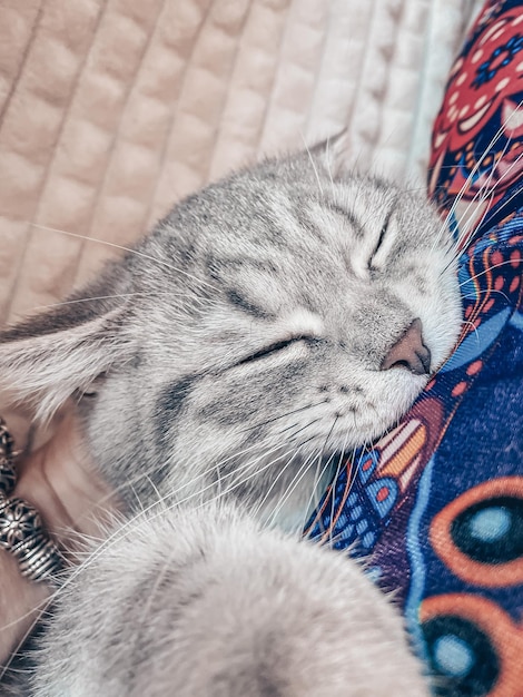 Cute young scottish cat close up