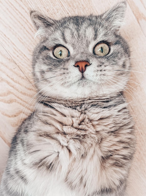 Cute young scottish cat close up