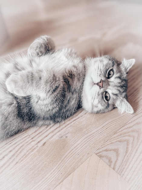 Cute young scottish cat close up