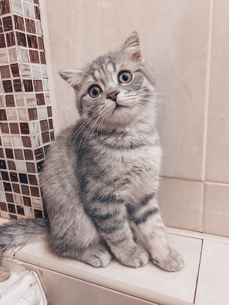 Cute young scottish cat close up