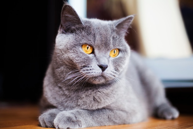 Cute young shorthair British cat with orange eyes is lying on the floor