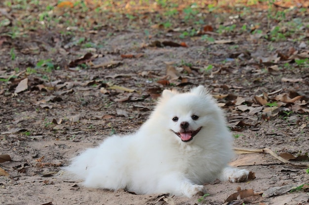 A cute young white Pomeranian dog sitting on ground with green grass and looking at camera