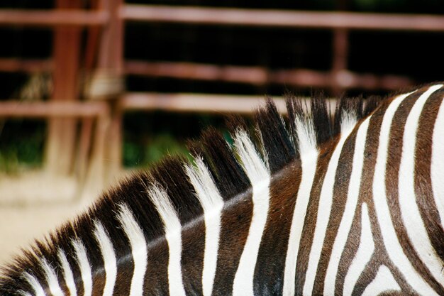 Cute zebra stripes